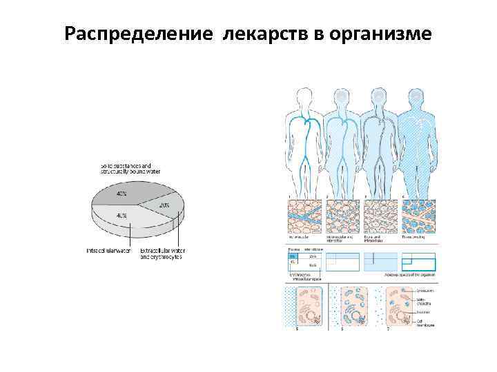 Распределение лекарств в организме 
