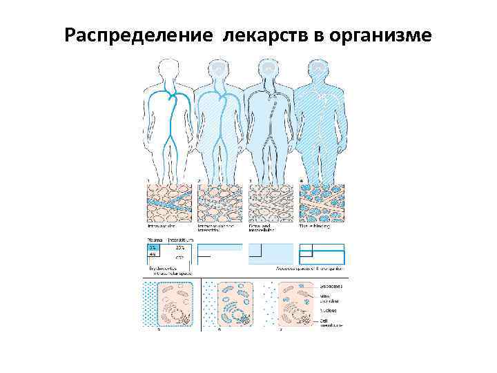 Распределение лекарств в организме 
