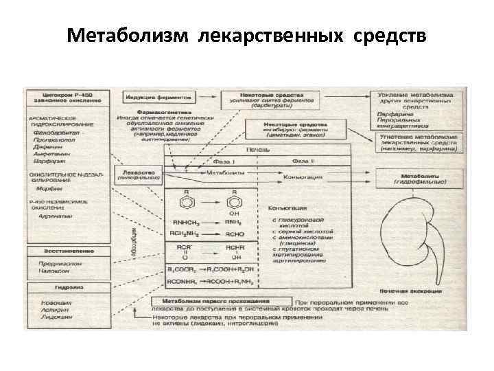 Метаболизм лекарственных средств 