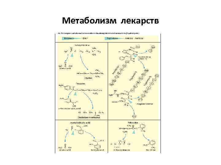Метаболизм лекарств 