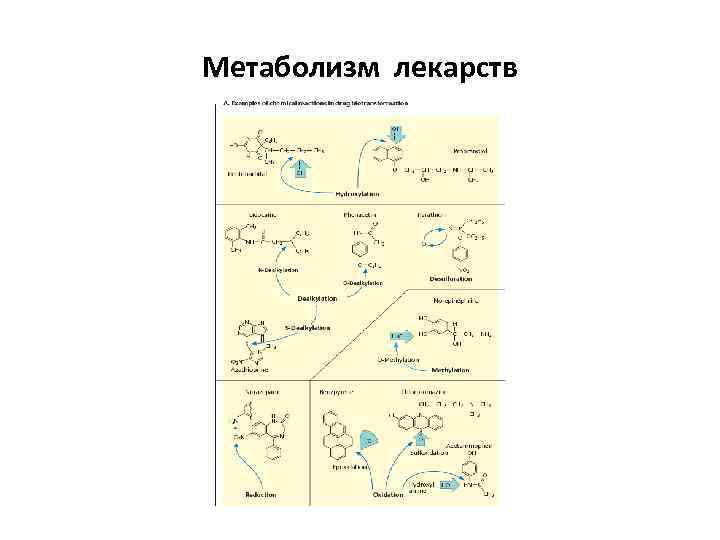 Метаболизм лекарств 
