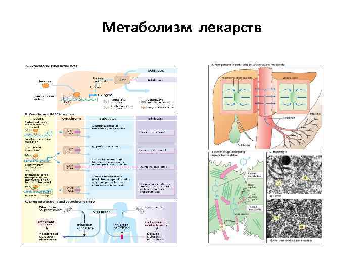 Метаболизм лекарств 