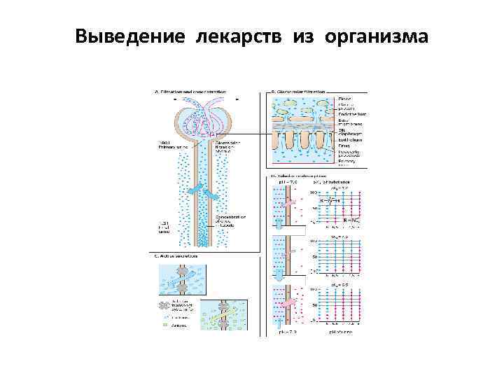 Выведение лекарств из организма 