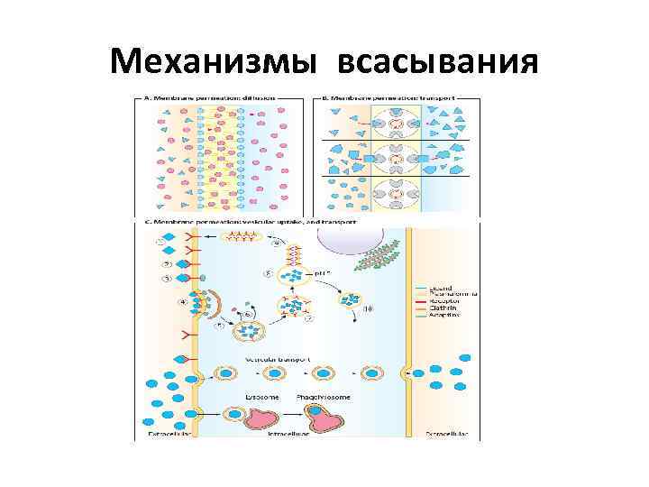 Механизмы всасывания 