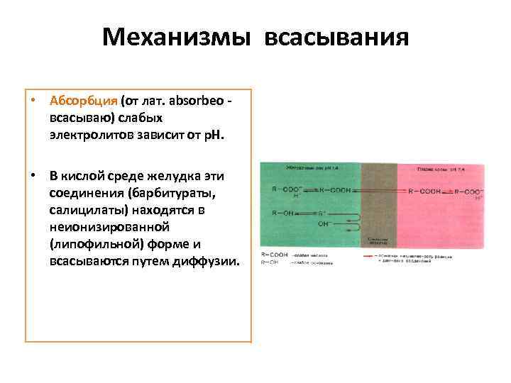Механизмы всасывания • Абсорбция (от лат. absorbeo всасываю) слабых электролитов зависит от р. Н.