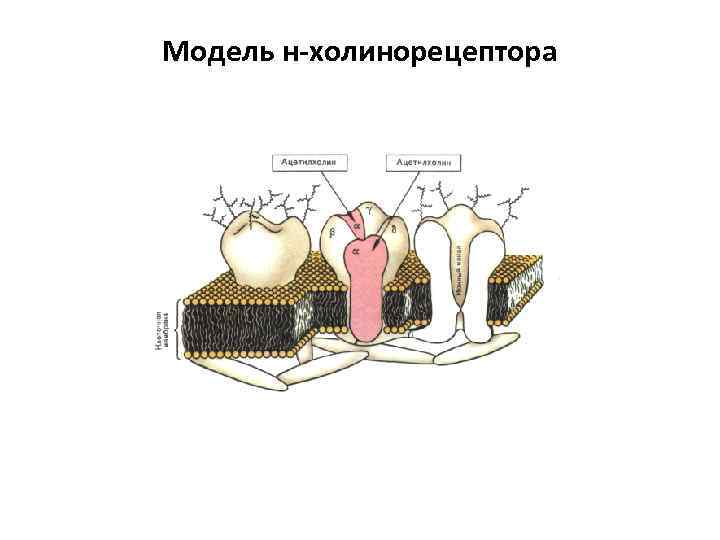 Модель н-холинорецептора 
