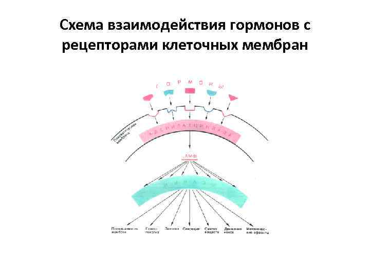 Схема взаимодействия гормонов с рецепторами клеточных мембран 