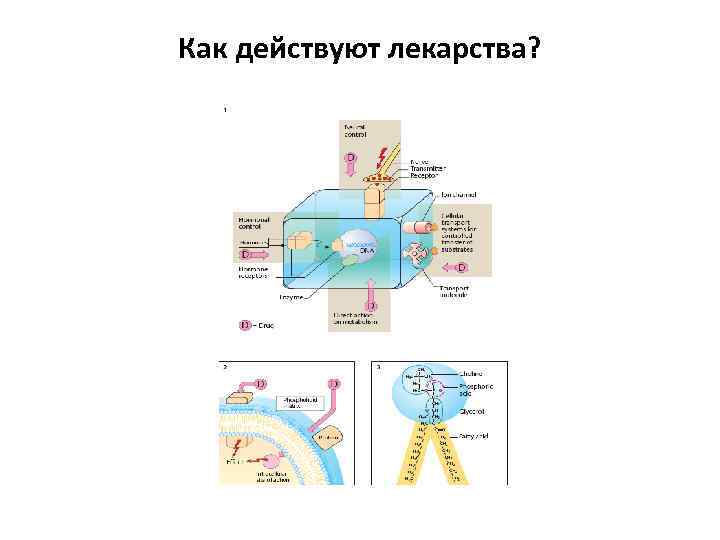 Как действуют лекарства? 
