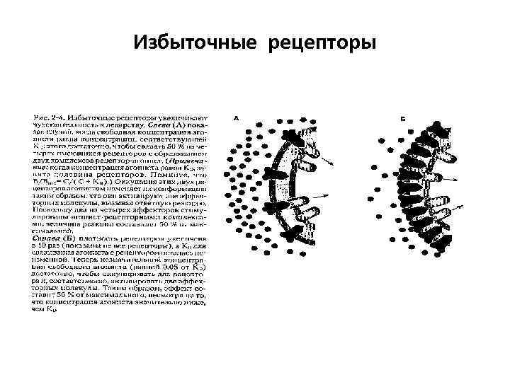 Избыточные рецепторы 