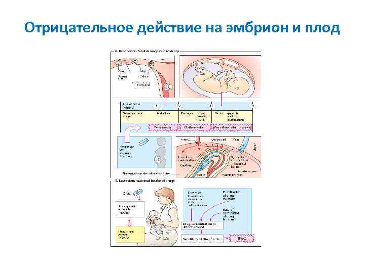 Отрицательное действие на эмбрион и плод 