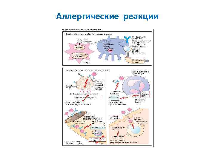 Аллергические реакции 