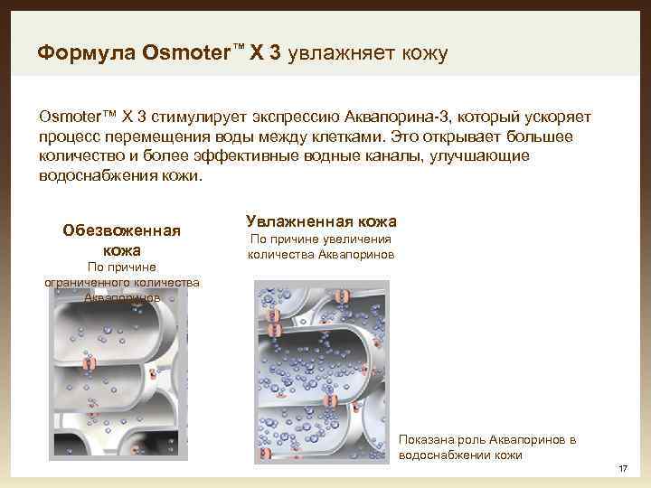 Формула Osmoter™ X 3 увлажняет кожу Osmoter™ X 3 стимулирует экспрессию Аквапорина-3, который ускоряет