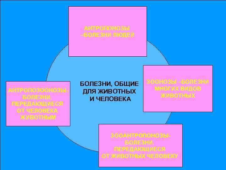 АНТРОПОНОЗЫ –БОЛЕЗНИ ЛЮДЕЙ АНТРОПОЗООНОЗЫБОЛЕЗНИ, ПЕРЕДАЮЩИЕСЯ ОТ ЧЕЛОВЕКА ЖИВОТНЫМ БОЛЕЗНИ, ОБЩИЕ ДЛЯ ЖИВОТНЫХ И ЧЕЛОВЕКА