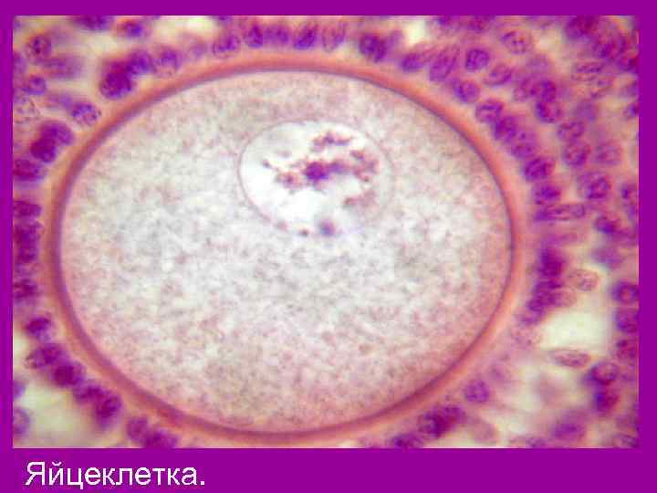 Яйцеклетка. 