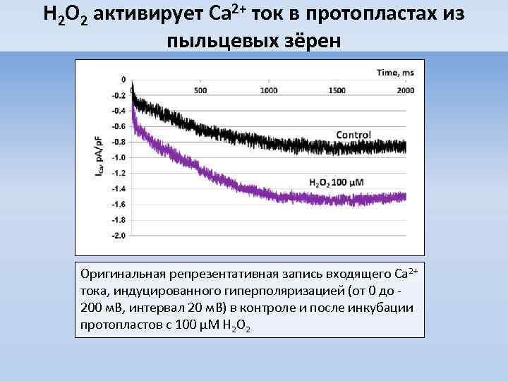 H 2 O 2 активирует Ca 2+ ток в протопластах из пыльцевых зёрен Оригинальная