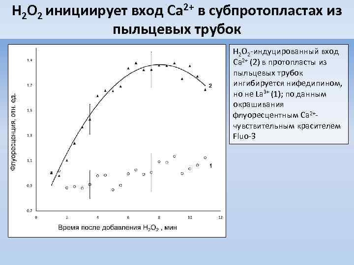 H 2 O 2 инициирует вход Ca 2+ в субпротопластах из пыльцевых трубок H