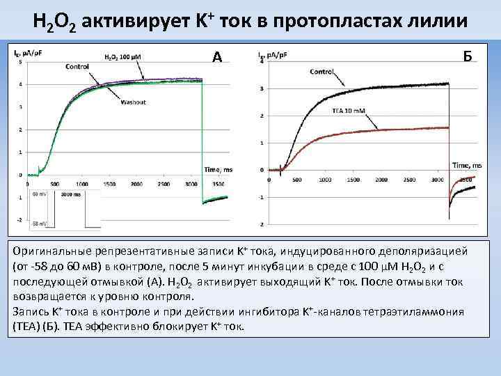 H 2 O 2 активирует K+ ток в протопластах лилии A Б Оригинальные репрезентативные