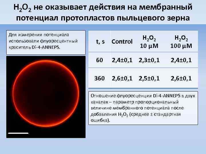 H 2 O 2 не оказывает действия на мембранный потенциал протопластов пыльцевого зерна Для