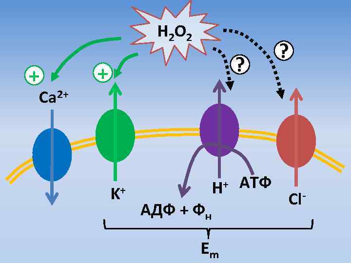 H 2 O 2 + ? Ca 2+ K+ H+ АТФ АДФ + Фн