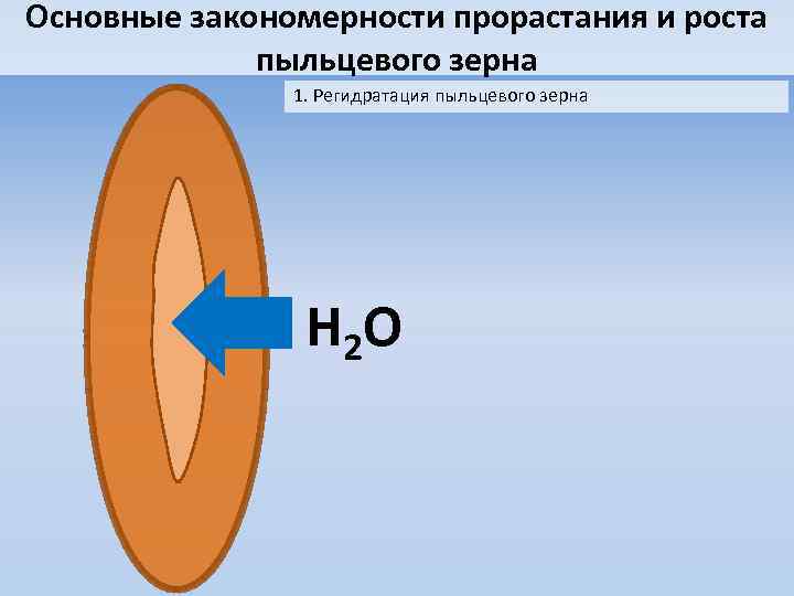 Основные закономерности прорастания и роста пыльцевого зерна 1. Регидратация пыльцевого зерна H 2 O