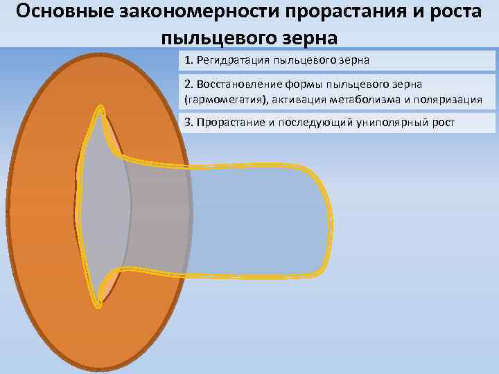 Основные закономерности прорастания и роста пыльцевого зерна 1. Регидратация пыльцевого зерна 2. Восстановление формы