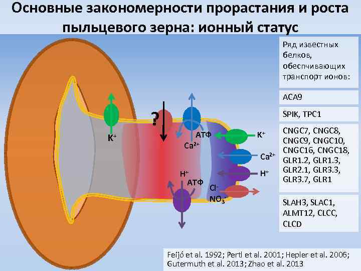 Основные закономерности прорастания и роста пыльцевого зерна: ионный статус Ряд известных белков, обеспчивающих транспорт