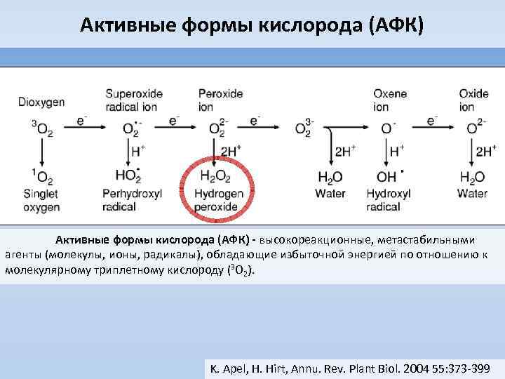 Активные формы кислорода (АФК) - высокореакционные, метастабильными агенты (молекулы, ионы, радикалы), обладающие избыточной энергией