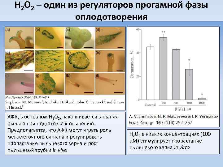 H 2 O 2 – один из регуляторов прогамной фазы оплодотворения АФК, в основном