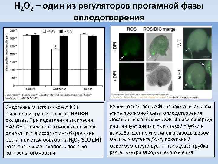 H 2 O 2 – один из регуляторов прогамной фазы оплодотворения Эндогенным источником АФК