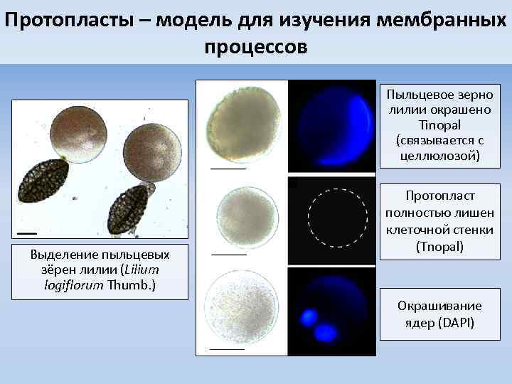 Протопласты – модель для изучения мембранных процессов Пыльцевое зерно лилии окрашено Tinopal (связывается с