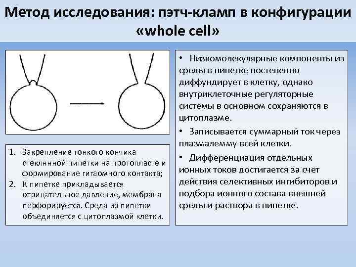 Метод исследования: пэтч-кламп в конфигурации «whole cell» 1. Закрепление тонкого кончика стеклянной пипетки на