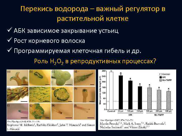Перекись водорода – важный регулятор в растительной клетке ü АБК зависимое закрывание устьиц ü
