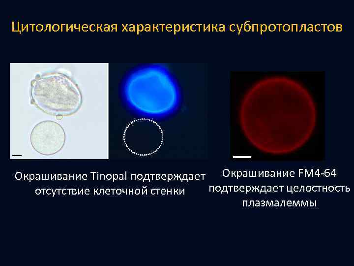 Цитологическая характеристика субпротопластов Окрашивание Tinopal подтверждает Окрашивание FМ 4 -64 подтверждает целостность отсутствие клеточной