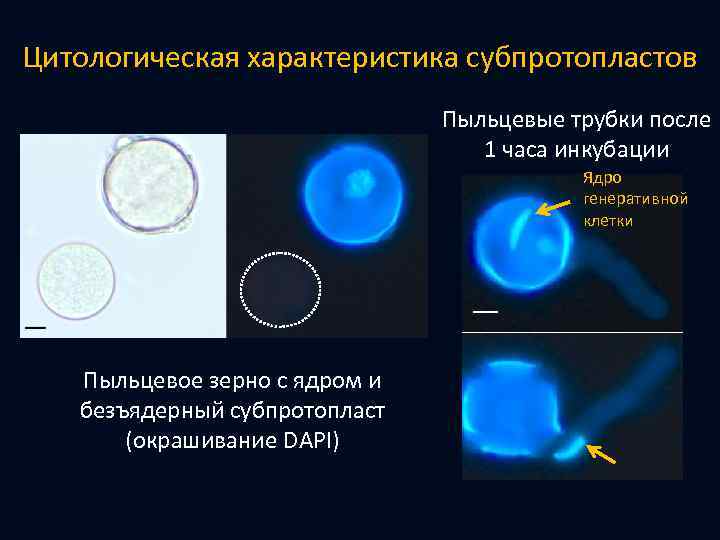 Цитологическая характеристика субпротопластов Пыльцевые трубки после 1 часа инкубации Ядро генеративной клетки Пыльцевое зерно