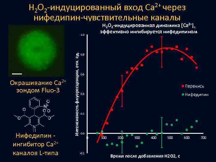 H 2 O 2 -индуцированный вход Ca 2+ через Увеличение [Ca 2+]cyt при действии