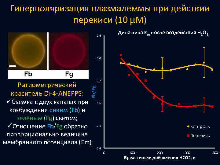 Гиперполяризация плазмалеммы при действии перекиси (10 μМ) Динамика Em после воздействия H 2 O