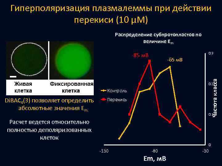 Гиперполяризация плазмалеммы при действии перекиси (10 μМ) Распределение субпротопластов по величине Em 0. 3