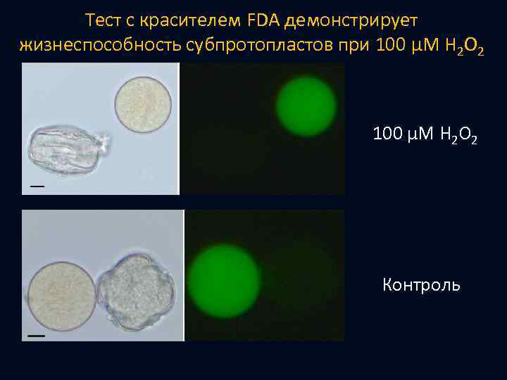 Тест с красителем FDA демонстрирует жизнеспособность субпротопластов при 100 μМ H 2 O 2