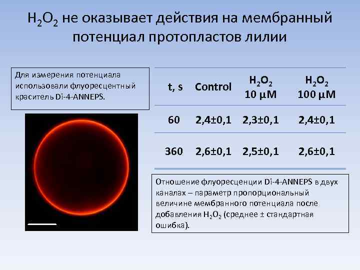 H 2 O 2 не оказывает действия на мембранный потенциал протопластов лилии Для измерения