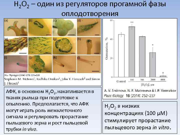 H 2 O 2 – один из регуляторов прогамной фазы оплодотворения АФК, в основном