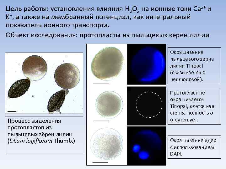 Цель работы: установления влияния H 2 O 2 на ионные токи Ca 2+ и
