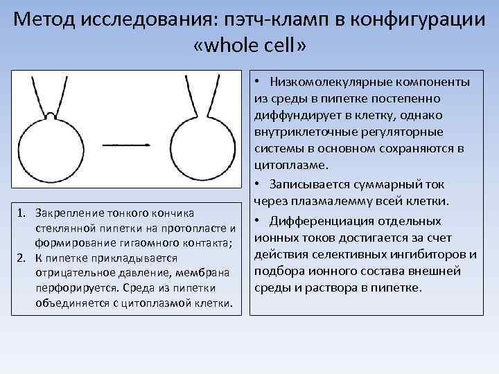 Метод исследования: пэтч-кламп в конфигурации «whole cell» 1. Закрепление тонкого кончика стеклянной пипетки на