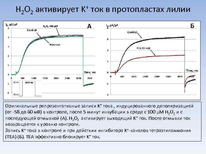 H 2 O 2 активирует K+ ток в протопластах лилии A Б Оригинальные репрезентативные