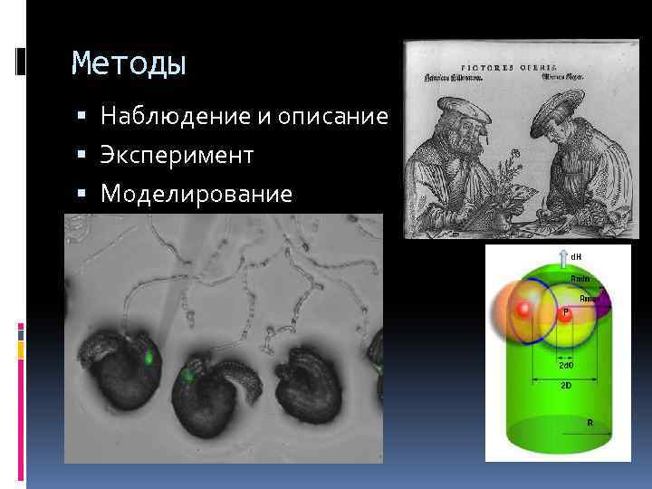 Моделирование эксперимента. Наблюдение эксперимент моделирование. Моделирование эксперимент Дидье.