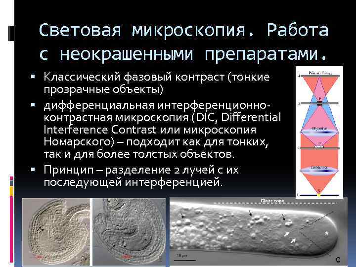 Световая микроскопия. Работа с неокрашенными препаратами. Классический фазовый контраст (тонкие прозрачные объекты) дифференциальная интерференционноконтрастная