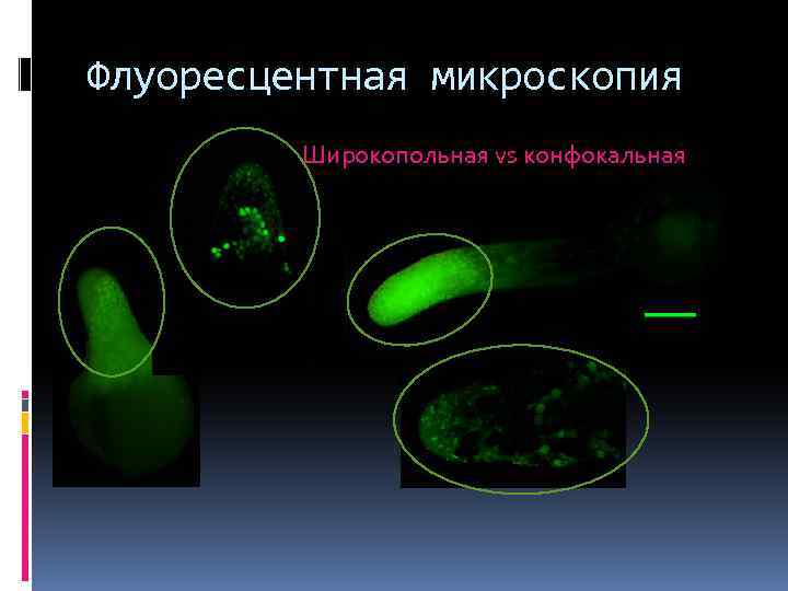 Флуоресцентная микроскопия Широкопольная vs конфокальная 