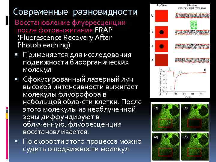 Современные разновидности Восстановление флуоресценции после фотовыжигания FRAP (Fluorescence Recovery After Photobleaching) Применяется для исследования