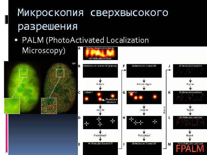 Микроскопия сверхвысокого разрешения PALM (Photo. Activated Localization Microscopy) 