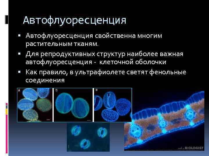 Автофлуоресценция свойственна многим растительным тканям. Для репродуктивных структур наиболее важная автофлуоресценция - клеточной оболочки