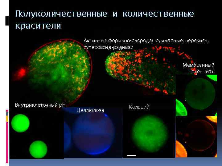 Полуколичественные и количественные красители Активные формы кислорода: суммарные, перекись, супероксид-радикал Мембранный потенциал Внутриклеточный р.